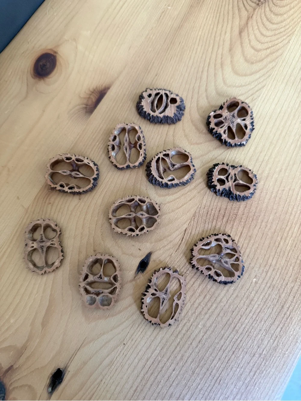 (11) Natural Decorative Walnut Shell Slices - Light Brown with Dark Edges